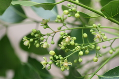 Swietenia macrophylla